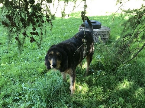 Rivanah chien Rivanah